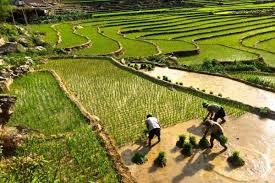 Y Linh Hoa Village 2.jpeg